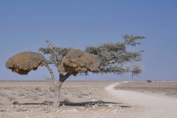 Güzel Namibya Çölündeki Ağaç Manzarası — Stok fotoğraf