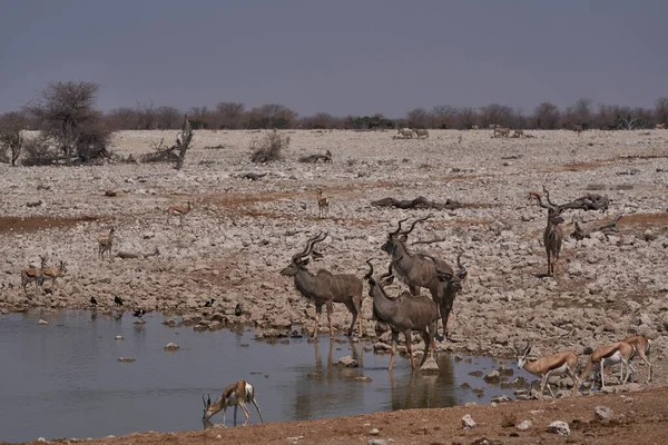Bir Grup Büyük Kudu Tragelaphus Strepsiceros Namibya Daki Etosha Ulusal — Stok fotoğraf