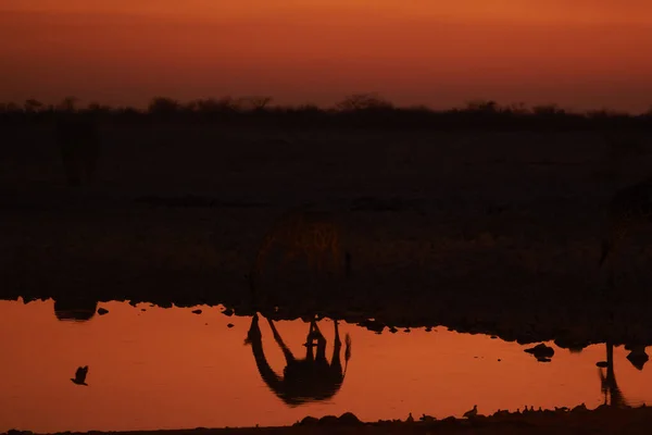 Malownicze Ujęcie Odbicia Sylwetki Żyrafy Pijącej Wodę Zachodzie Słońca Pięknej — Zdjęcie stockowe