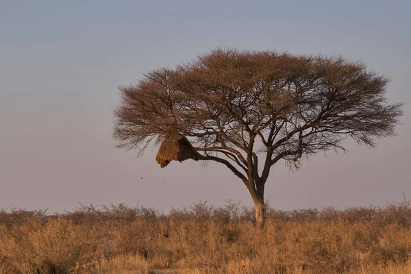 Grande Ninho Comunitário Pássaro Tecelão Sociável Topo Uma Grande Árvore — Fotografia de Stock