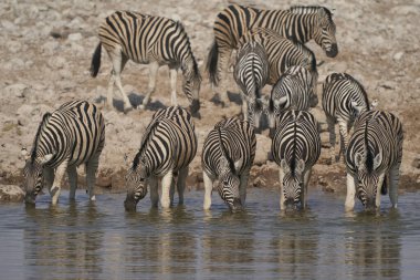 Group of Burchell's Zebra (Equus burchellii) drinking from a waterhole in Etosha National Park, Namibia