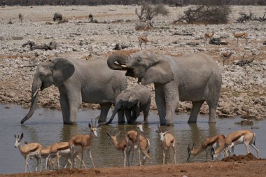 African elephants (Loxodonta africana) at a crowded waterhole in Etosha National Park, Namibia