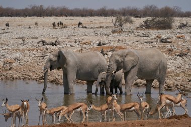 African elephants (Loxodonta africana) at a crowded waterhole in Etosha National Park, Namibia