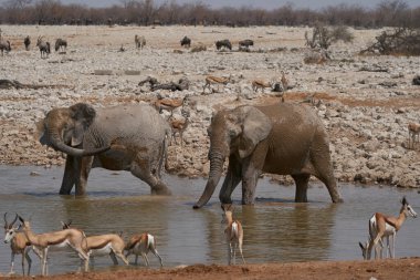 African elephants (Loxodonta africana) at a crowded waterhole in Etosha National Park, Namibia