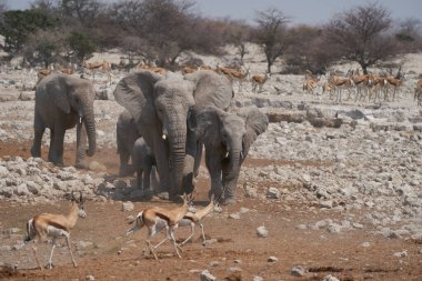 African Elephant (Loxodonta africana) approaching a waterhole in Etosha National Park, Namibia