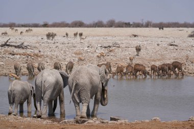 African elephants (Loxodonta africana) at a crowded waterhole in Etosha National Park, Namibia