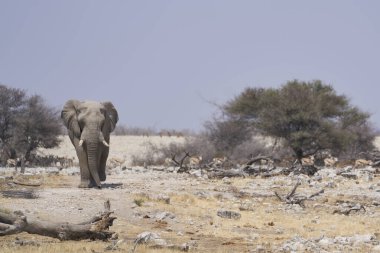 African Elephant (Loxodonta africana) approaching a waterhole in Etosha National Park, Namibia