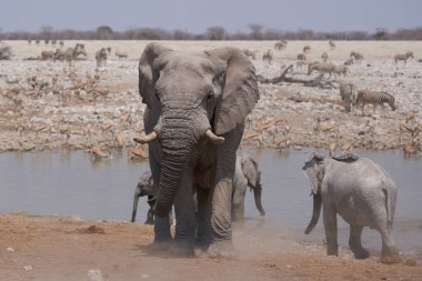 African elephants (Loxodonta africana) at a crowded waterhole in Etosha National Park, Namibia