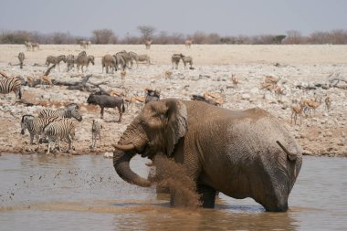 African Elephant (Loxodonta africana) spraying itself with water and mud at a waterhole in Etosha National Park, Namibia