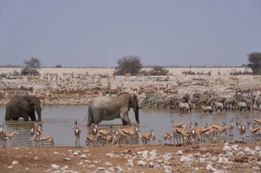 African elephants (Loxodonta africana) at a crowded waterhole in Etosha National Park, Namibia