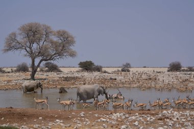 African elephants (Loxodonta africana) at a crowded waterhole in Etosha National Park, Namibia