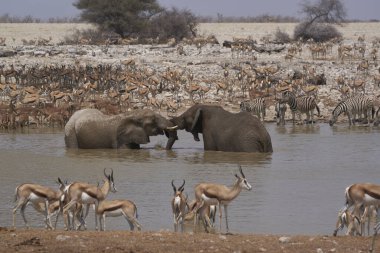 African elephants (Loxodonta africana) at a crowded waterhole in Etosha National Park, Namibia