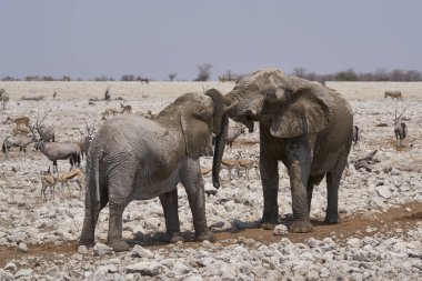 African Elephant (Loxodonta africana) sparring against each other at a waterhole in Etosha National Park, Namibia