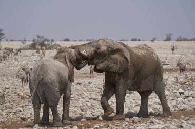 African Elephant (Loxodonta africana) sparring against each other at a waterhole in Etosha National Park, Namibia