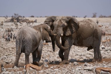 African Elephant (Loxodonta africana) sparring against each other at a waterhole in Etosha National Park, Namibia