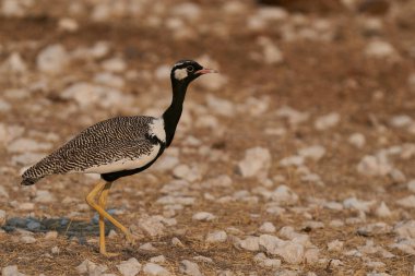 Kara Korhaan 'ın (Eupodotis afra) Namibya' daki Etosha Ulusal Parkı 'nın kavrulmuş otlağındaki manzarası