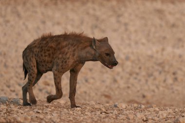 Hyaena (Crocuta crocuta) Namibya 'daki Etosha Ulusal Parkı' nda görüldü.