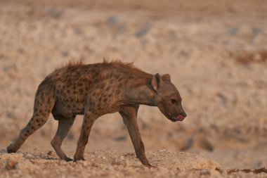Hyaena (Crocuta crocuta) Namibya 'daki Etosha Ulusal Parkı' nda görüldü.