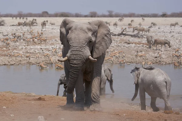 African elephants (Loxodonta africana) at a crowded waterhole in Etosha National Park, Namibia