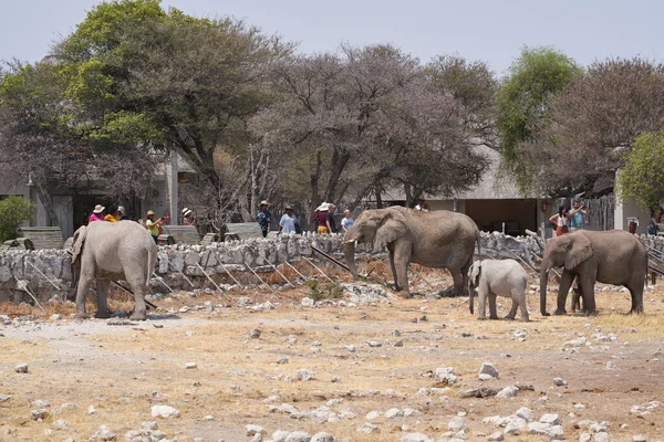 Scenic Shot Group Elephants Natural Park Beautiful Namibian Desert — Stock Photo, Image