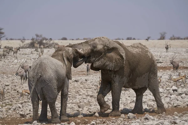 African Elephant (Loxodonta africana) sparring against each other at a waterhole in Etosha National Park, Namibia