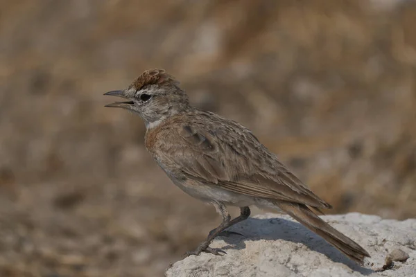 Malownicze Ujęcie Małego Ptaszka Pięknej Pustyni Namibii — Zdjęcie stockowe