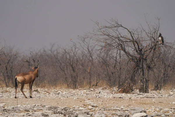 Naturskön Bild Svarta Korhaan Eupodotis Afra Uttorkad Gräsmark Etosha Nationalpark — Stockfoto