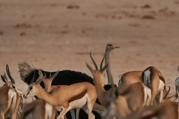 ナミビアのエトーシャ国立公園の水飲み場でのスプリンクの大規模なグループの風光明媚なショット — ストック写真