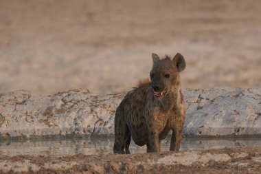 Spotted Hyaena (Crocuta crocuta) at a waterhole in Etosha National Park, Namibia