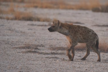Hyaena (Crocuta crocuta) Namibya 'daki Etosha Ulusal Parkı' nda görüldü.