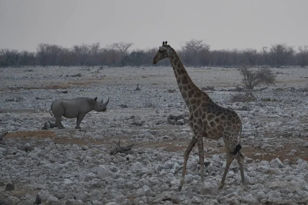 美丽的纳米比亚沙漠中长颈鹿和犀牛的风景画 — 图库照片