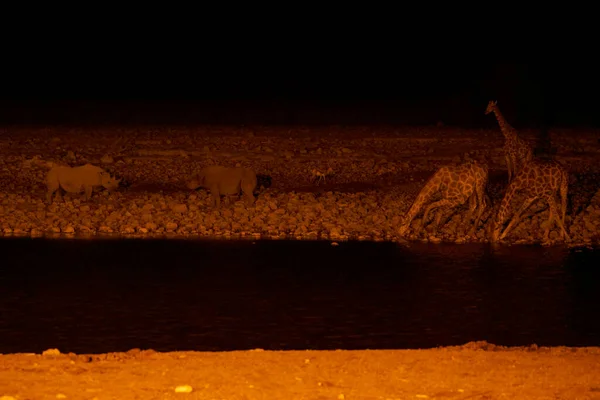 Disparo Nocturno Animales Salvajes Bebiendo Agua Hermoso Desierto Namibia —  Fotos de Stock