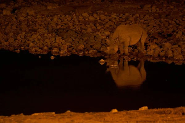 在美丽的纳米比亚沙漠拍摄野生动物饮水的夜间照片 — 图库照片