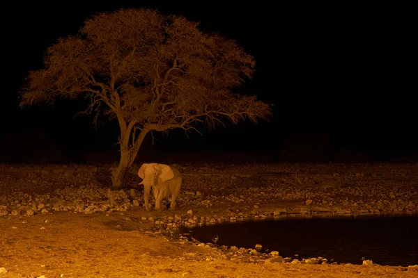 Nachtaufnahme Wilder Tiere Die Wasser Der Wunderschönen Namibischen Wüste Trinken — Stockfoto