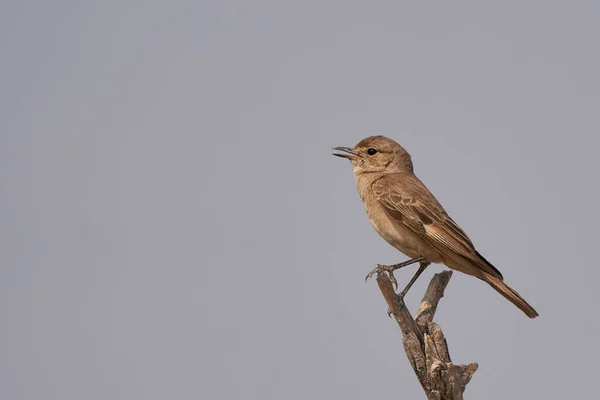Malownicze Ujęcie Dzikiego Ptaka Siedzącego Drzewie Pięknej Pustyni Namibii — Zdjęcie stockowe