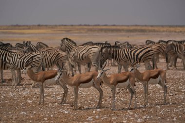 Springok (Antidorcas marsupialis) at a crowded waterhole in Etosha National Park, Namibia