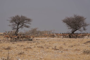 Large group of Springok (Antidorcas marsupialis) sheltering from the mid day under a tree at a waterhole in Etosha National Park, Namibia  