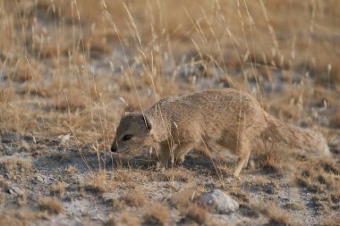 Yellow Mongoose (Cynictis penicillate) foraging for food on the plains of Etosha National Park, Namibia.