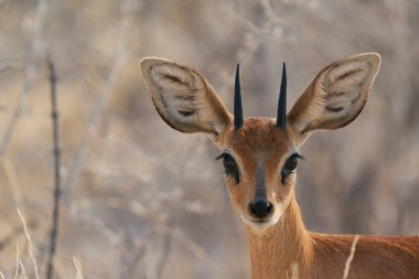 Male Steenbok (Raphicerus campestris) browsing on grasses in Etosha National Park, Namibia.      