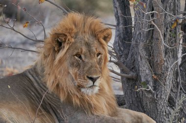 Male African Lion (Panthera Leo) resting before heading off to hunt as dusk approaches in Ongava Game Reserve, Namibia