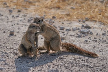 Pair of Ground Squirrels (Xerus inauris) interacting on the plains of Etosha National Park, Namibia.