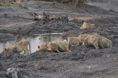 Afrika Aslanı Yavruları Grubu (Panthera Leo) Ongava Oyun Rezervi, Namibya 'da bir su birikintisinde