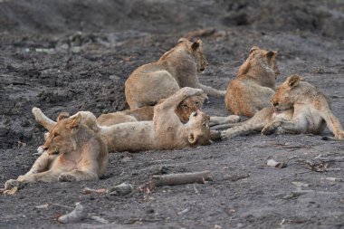 Afrika Aslanı Yavruları Grubu (Panthera Leo) Ongava Oyun Rezervi, Namibya 'da bir su birikintisinde