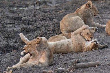 Afrika Aslanı Yavruları Grubu (Panthera Leo) Ongava Oyun Rezervi, Namibya 'da bir su birikintisinde