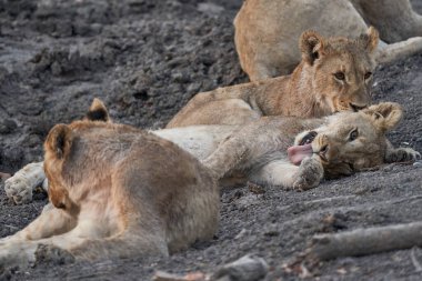 Afrika Aslanı Yavruları Grubu (Panthera Leo) Ongava Oyun Rezervi, Namibya 'da bir su birikintisinde