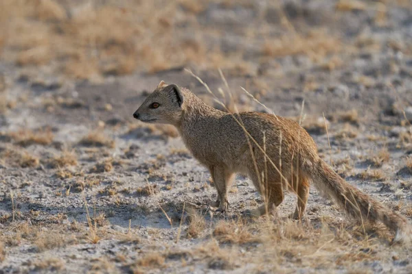 Yellow Mongoose Cynictis Penicillate Foraging Food Plains Etosha National Park — Stockfoto