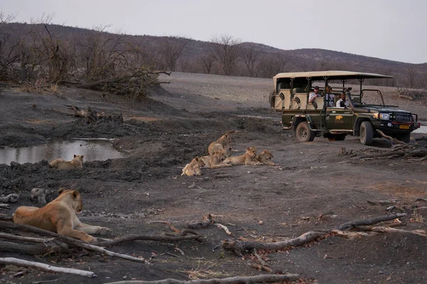 Tiro Cênico Caminhão Safari Perto Orgulho Leões Belo Deserto Namíbia — Fotografia de Stock