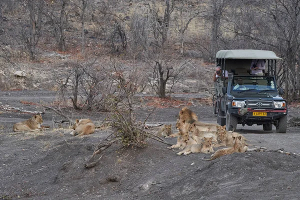 Festői Lövés Szafari Teherautó Közelében Büszkesége Oroszlánok Gyönyörű Namíbiai Sivatagban — Stock Fotó