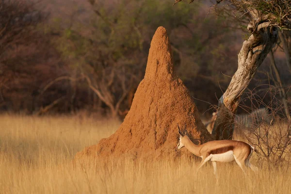Спрінґок Antidorcas Marsupialis Пасовищах Національного Парку Етоша Намібія — стокове фото