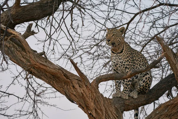 Panthera Pardus 지역에서 먹이를 — 스톡 사진